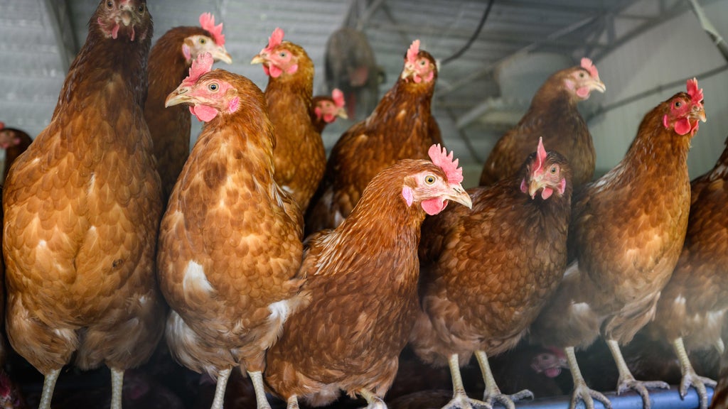 Approximately 90 "backyard flock" birds in Northern California affected by avian flu — CBS Bay Area (KPIX), Santa Cruz Community news
