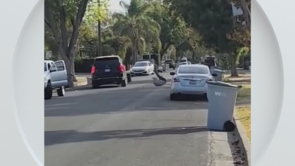Federal immigration vehicle hits pedestrian in Woodland, police say — CBS Bay Area (KPIX), Santa Cruz Health news