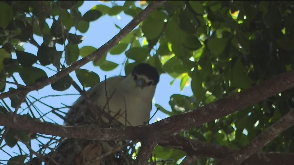 Oakland's official bird among those threatened with removal of downtown trees for housing complex — CBS Bay Area (KPIX), Santa Cruz Real Estate news