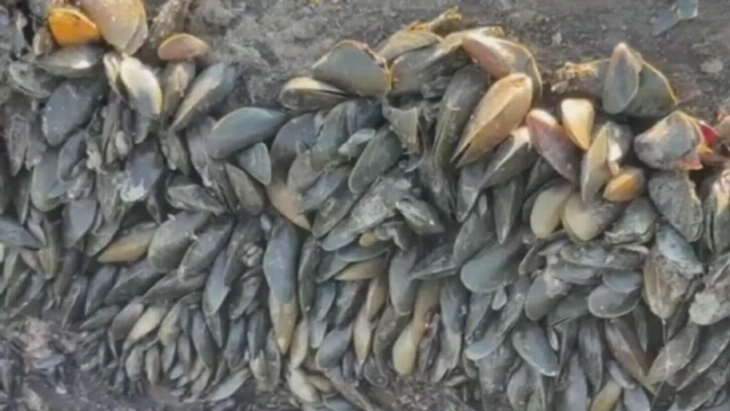 California's golden mussel invasion sparks increased concerns from Stockton-area leaders — Santa Cruz Government news