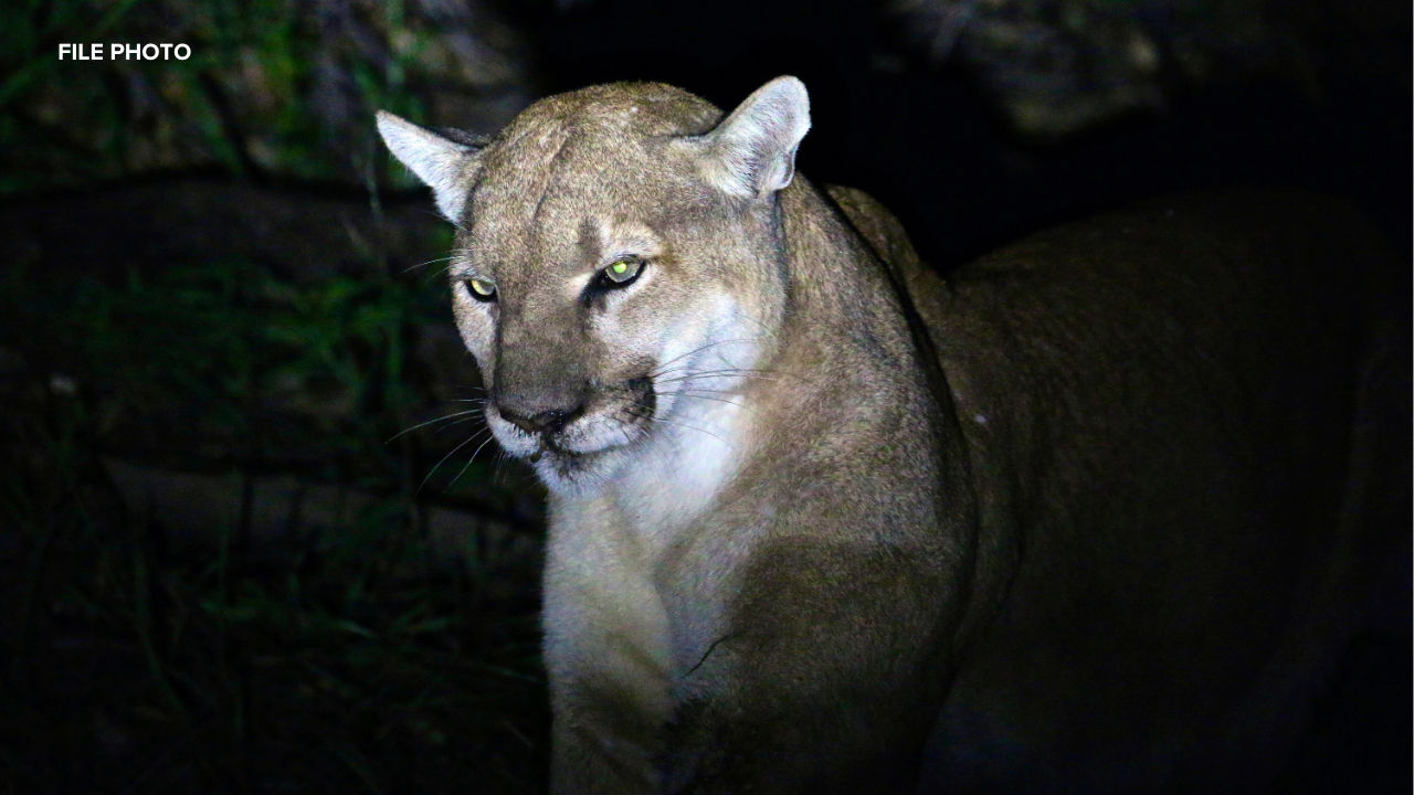Hercules police urge caution after mountain lion sightings in neighborhood
       — ABC 7 Bay Area, Santa Cruz Community news