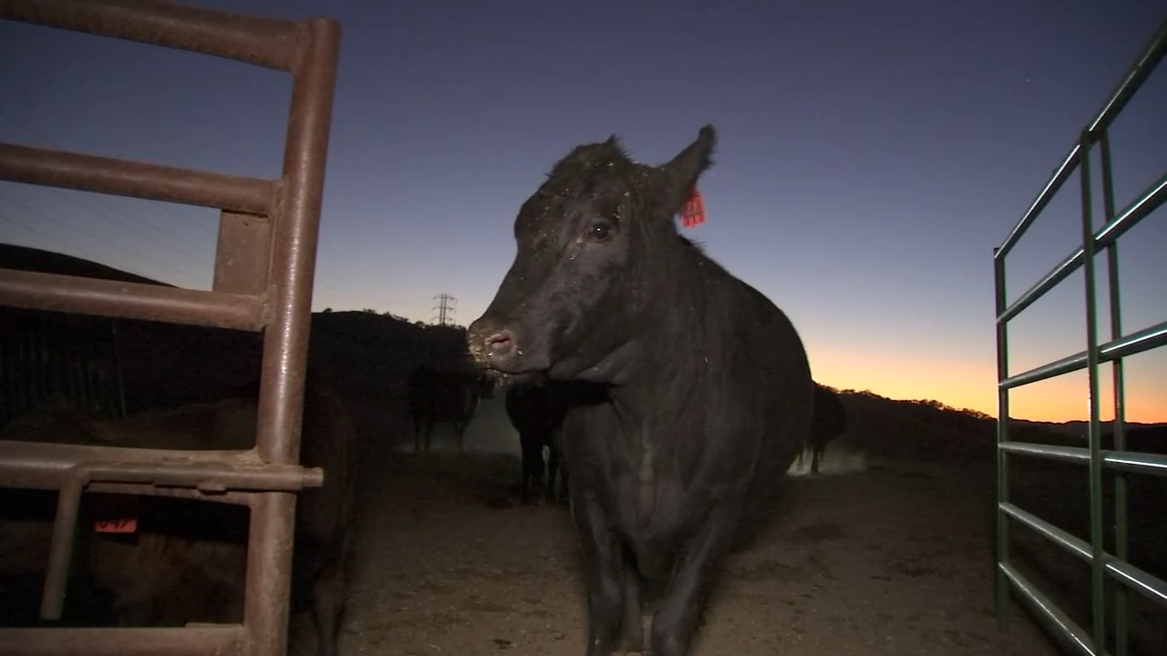 PG&E Public Safety Power Shutoffs leave Bay Area ranchers, residents frustrated
       — ABC 7 Bay Area, Santa Cruz Community news