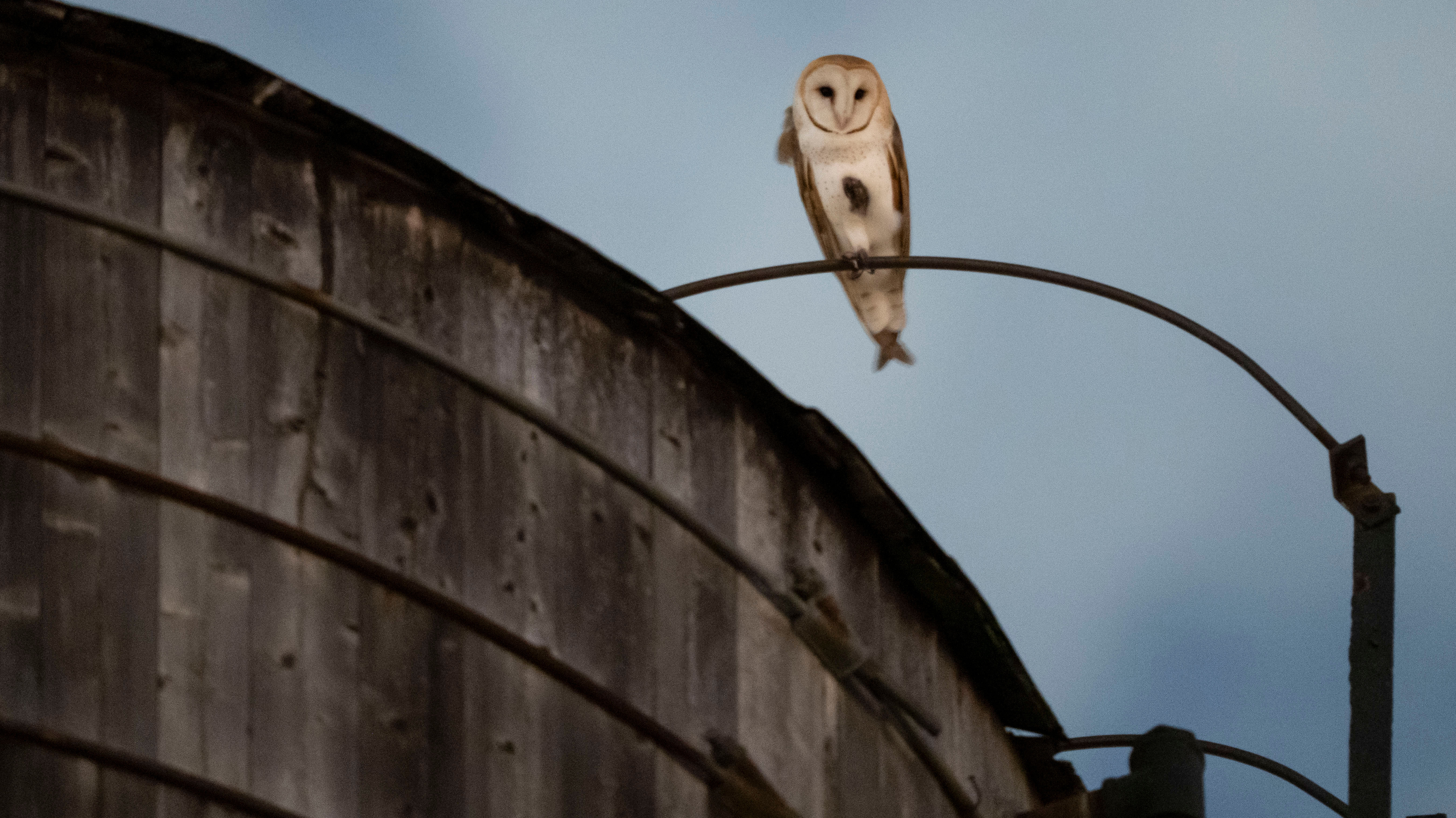 A rare family of barn owls moved into Manhattan's Upper West Side
       — ABC 7 Bay Area, Santa Cruz Business news
