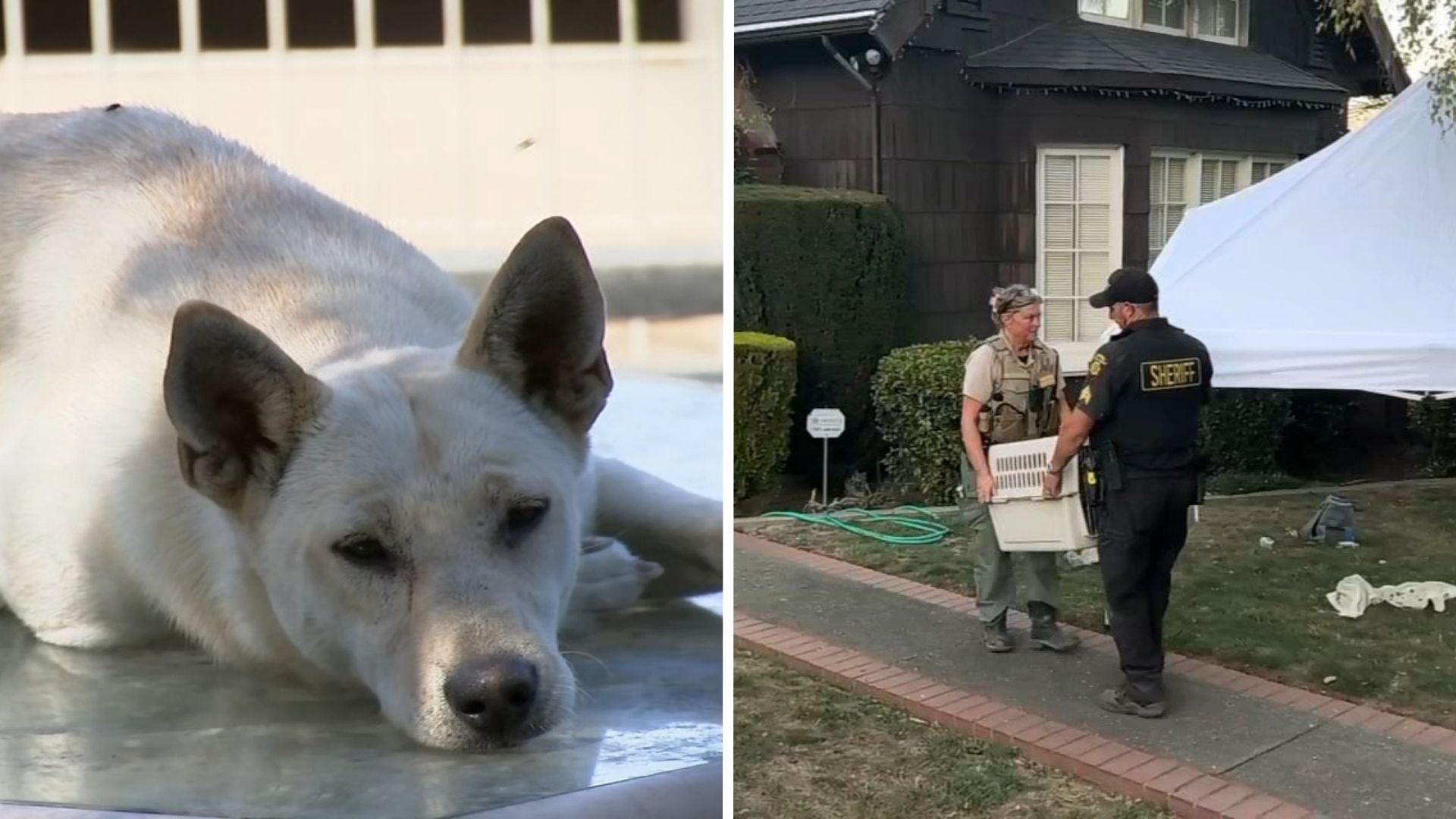 44 dogs removed from Vallejo 'hoarder' home linked to convicted breeder in animal cruelty case
— ABC 7 Bay Area, Santa Cruz Real Estate news
