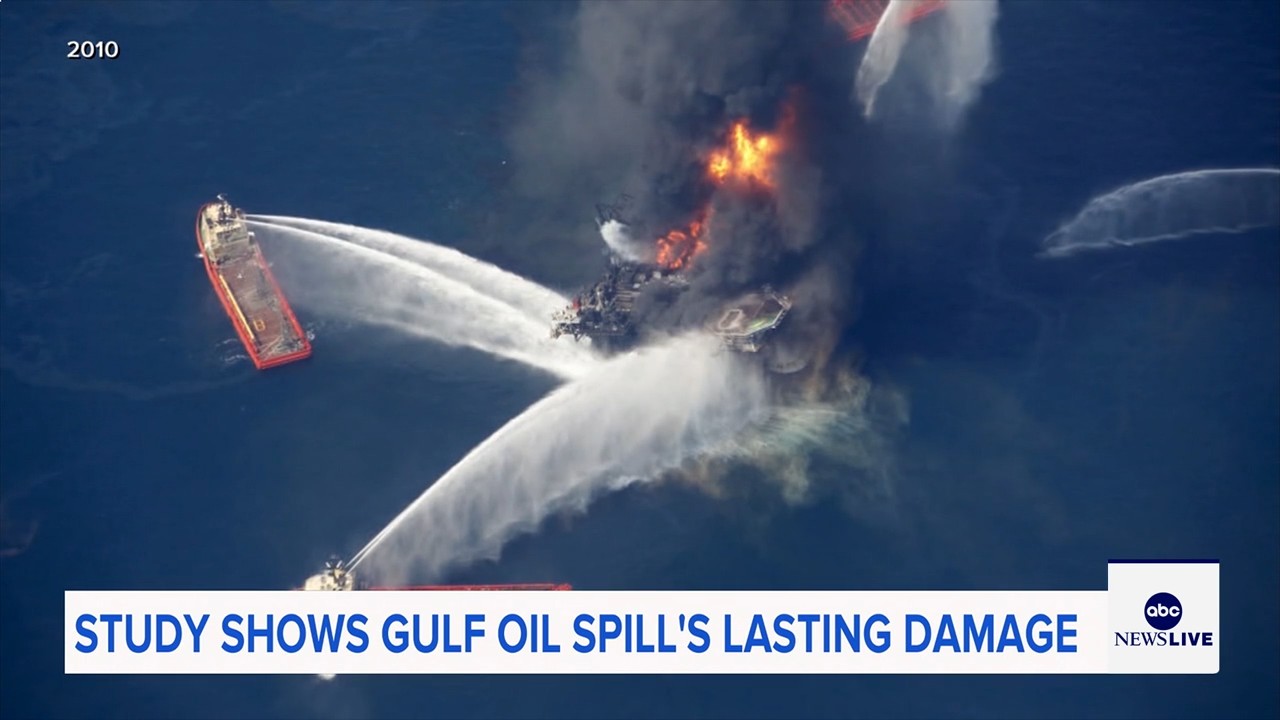 Marine life dramatically declined in Gulf of Mexico in years after BP oil spill, study finds
— ABC 7 Bay Area, Santa Cruz Community news