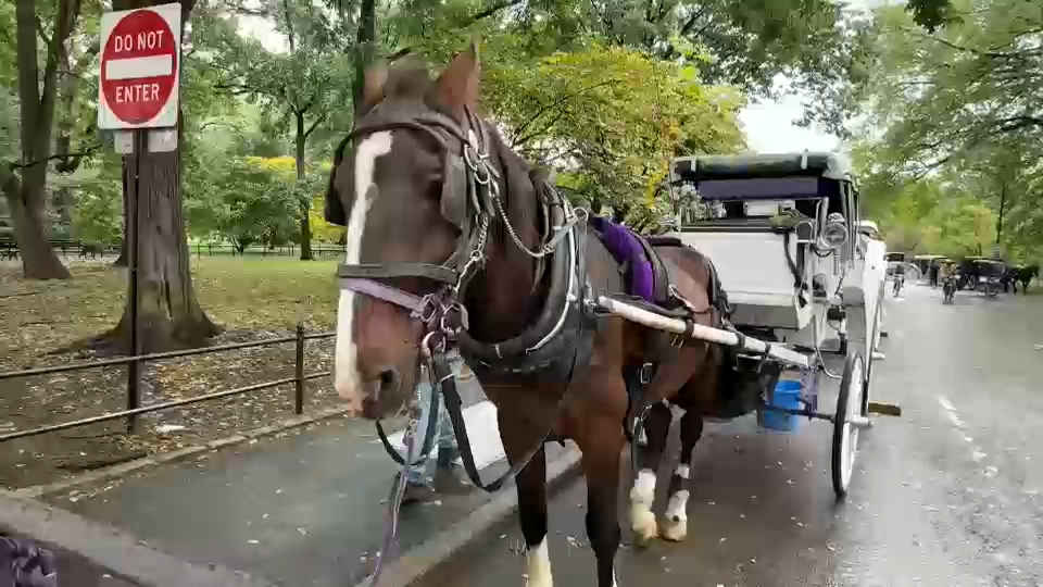 New York City Council passes law to phase out horse-drawn carriages by 2028
       — ABC 7 Bay Area, Santa Cruz Government news