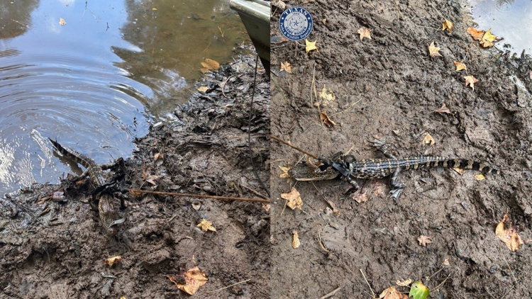 Alligator found tied to boat in East Texas pond; man cited for illegal possession, wardens say — KHOU 11 (Houston), Santa Cruz Sports news