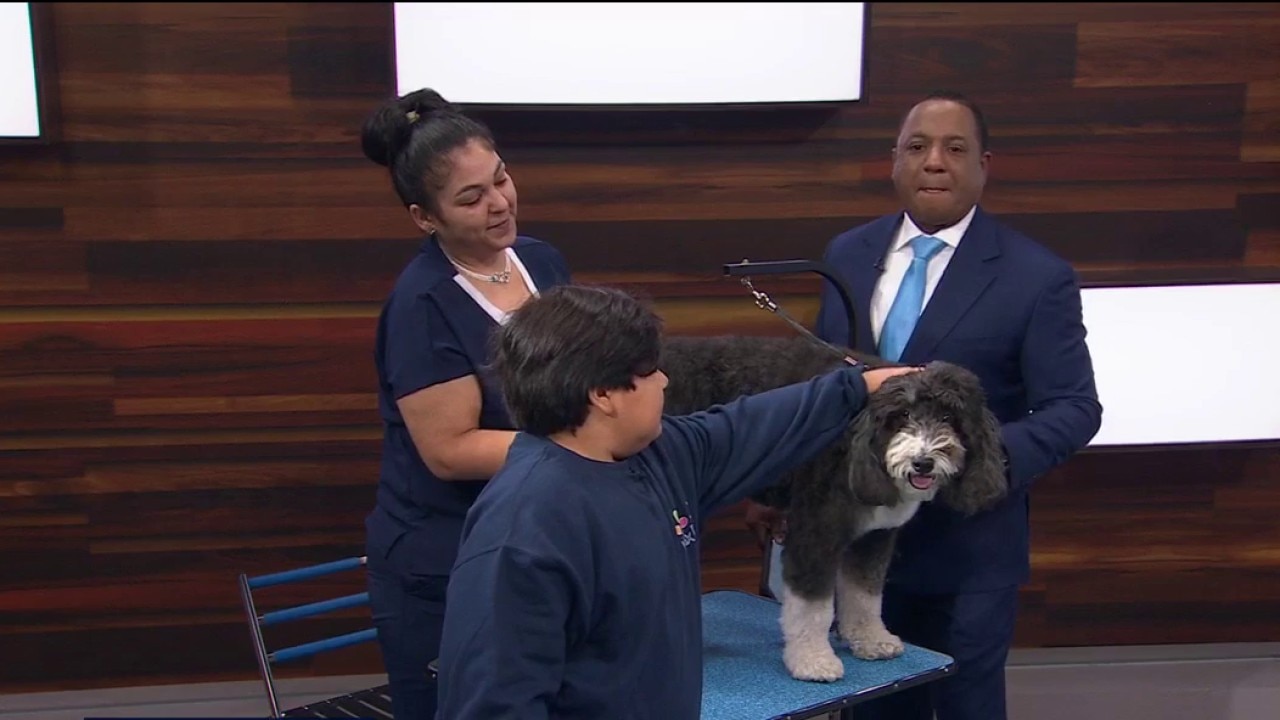 Your dog grooming questions answered — KTVU FOX 2 Bay Area, Santa Cruz Business news