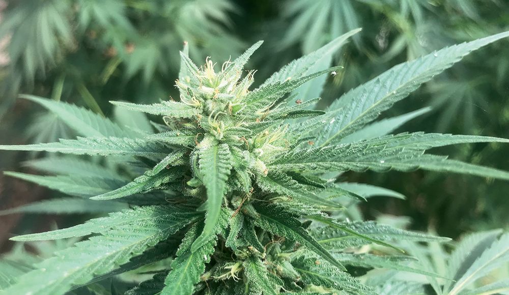 Weed is Stronger — Good Times Santa Cruz